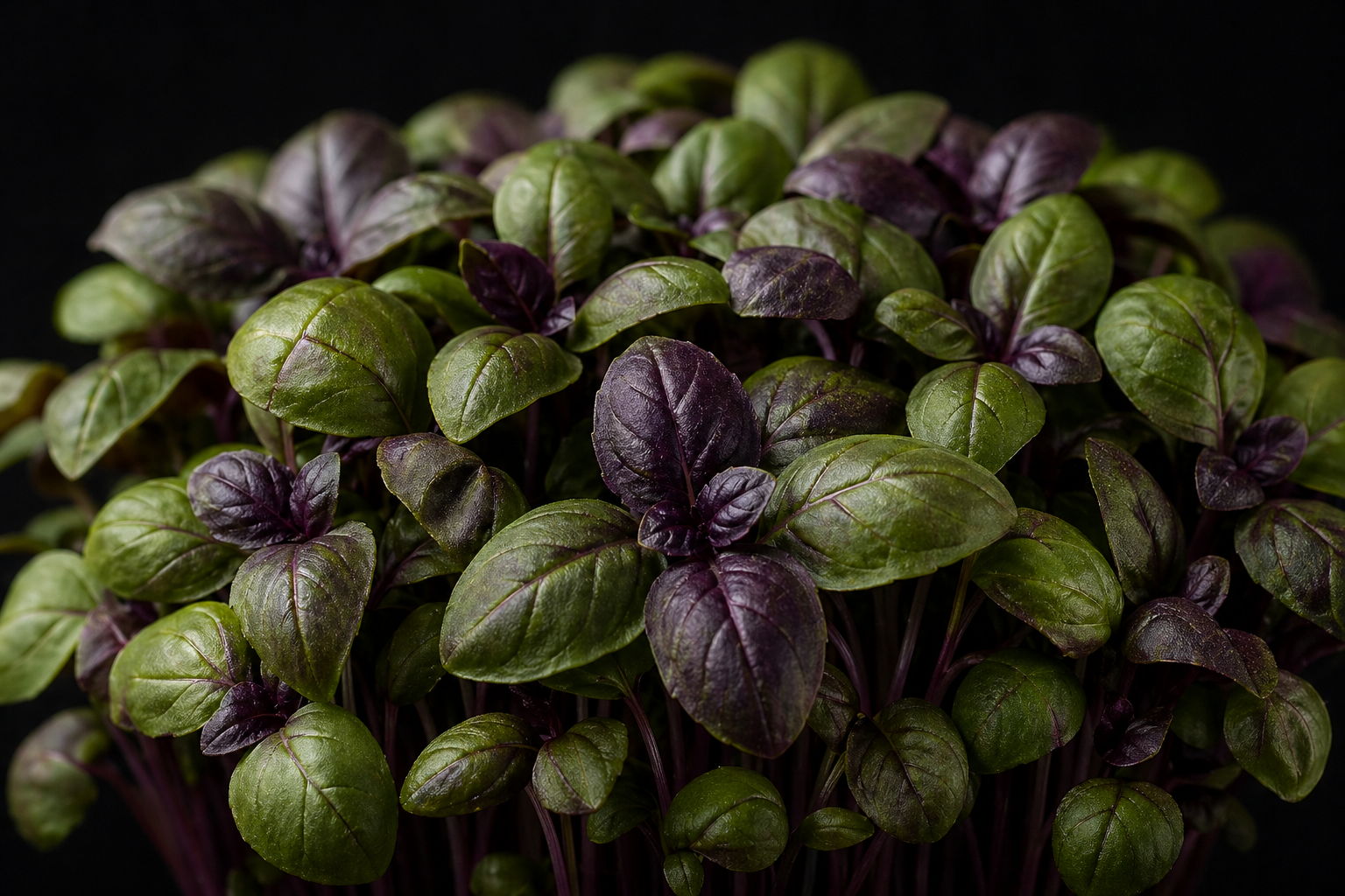 Basil microgreens
