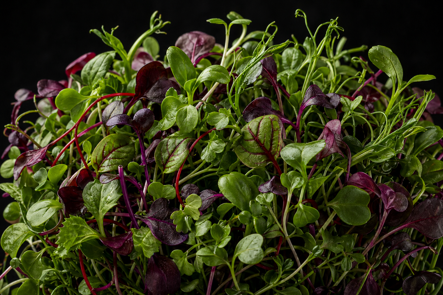 Chef blend microgreens