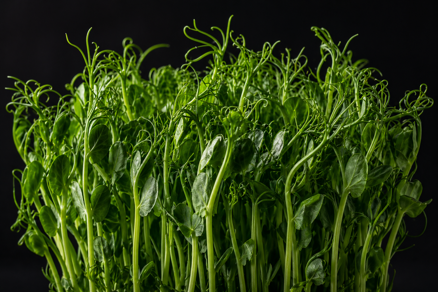 Pea shoots